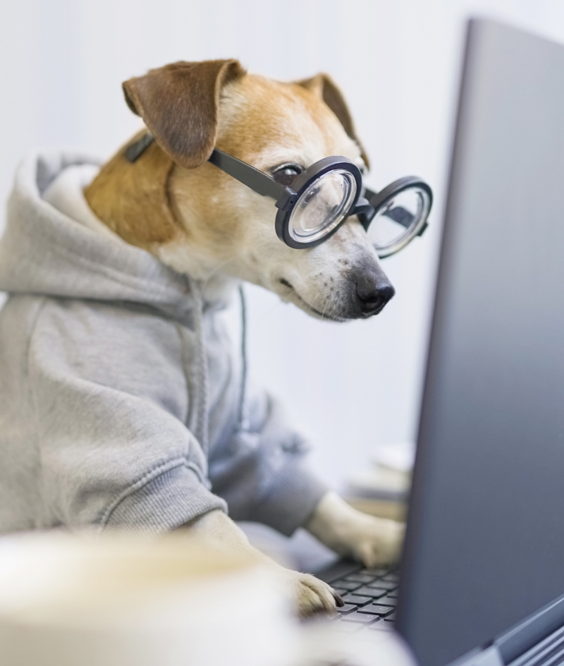 Answers to Pet Insurance FAQs Veremedy Pet Hospital