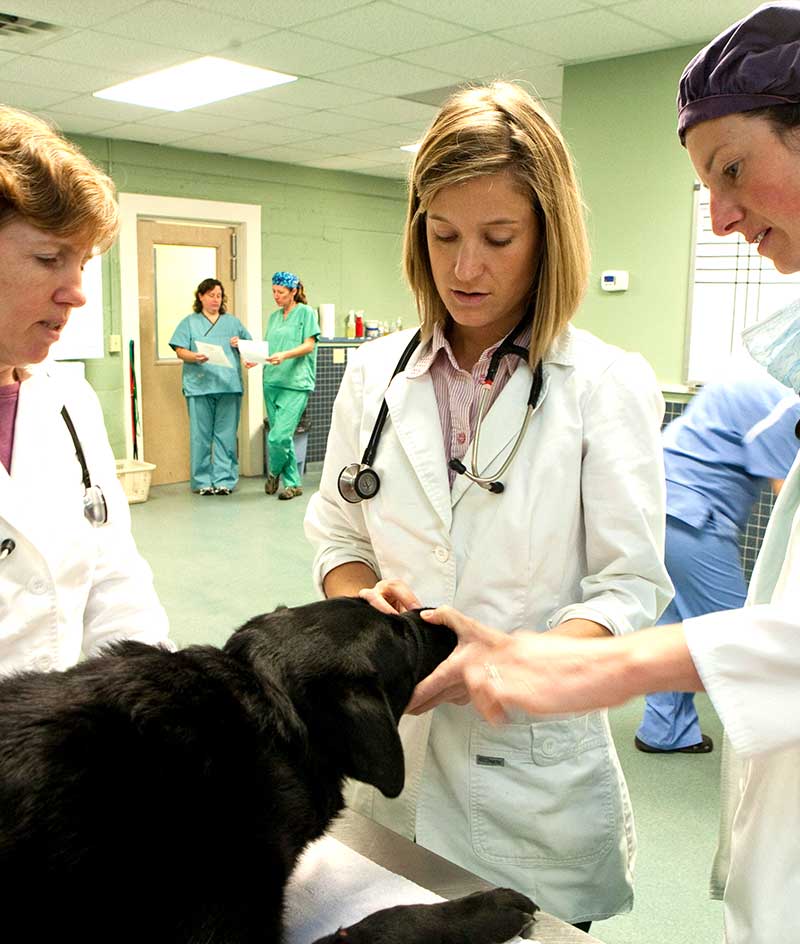 White River Junction & Woodstock Veterinary Jobs | Vermont Veterinary  Employment Opportunities