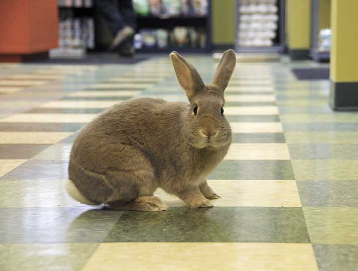 White River Junction Small Animal Veterinarian