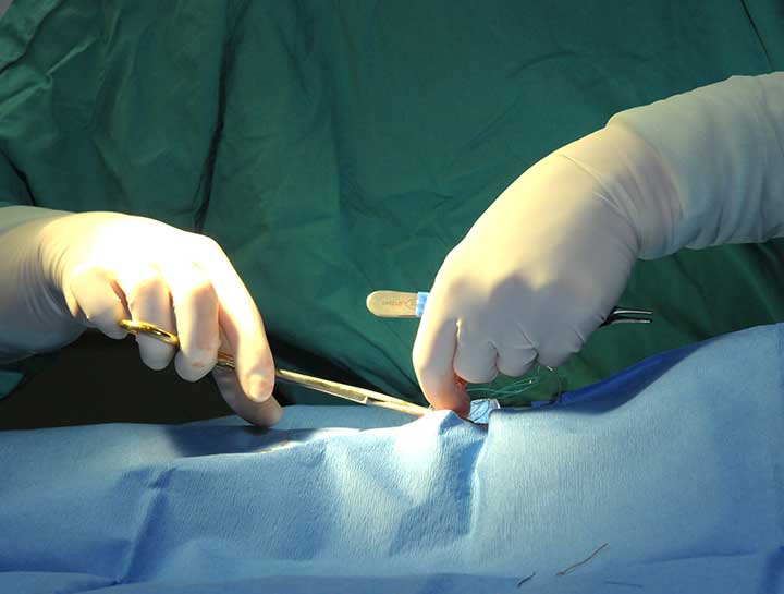 Soft Tissue Surgery Veterinary Surgeons